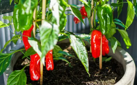 Odla chili i kruka ger en fin skörd av röda och gröna chilifrukter. Stödjer plantan med pinnar för att hålla frukterna uppe.
