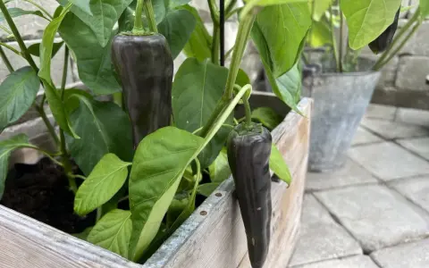 Mörka, avlånga paprikor hänger från en paprika planta i en träkruka.