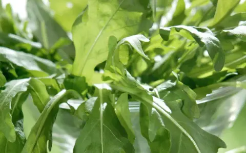 En närbild av färska, gröna blad som liknar pak choi, med solljus som lyser igenom.