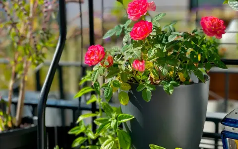 En vacker ros i kruka inomhus blommar med sina rosa kronblad. Gröna blad och en annan växt i bakgrunden.