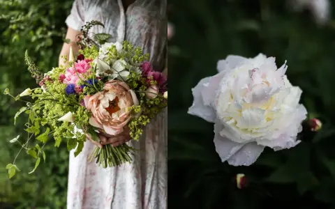 En person håller en bukett med blommor, inklusive en stor ljusrosa pion. Till höger syns en vit pion med vattendroppar, en vacker påminnelse om pioner blomningstid.