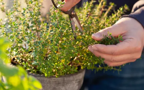 En hand klipper timjan blommor från en kruka.