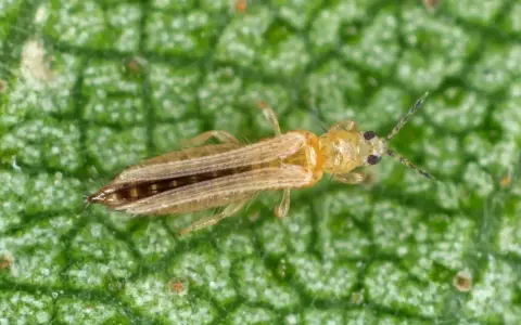 En närbild av en ljusbrun trips på ett grönt blad. Denna insekt kan kräva thrips treatment för att skydda växter.