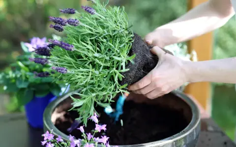 Händer planterar en doftande lavendel i kruka. Snart sprider sig den lila skönheten i trädgården.