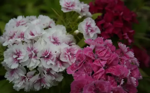 Vackra perenner som blommar hela sommaren i vitt, rosa och mörkt rött. En färgexplosion i trädgården.