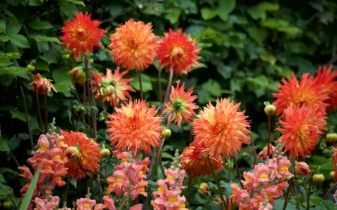En grupp lysande orange dahlia bloom med mjuka rosa lejongap i förgrunden.