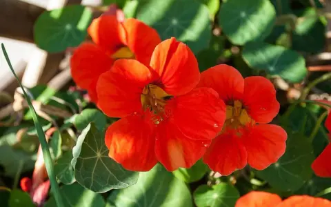 Färgglad buskkrasse i kruka med sina karaktäristiska orange blommor och runda blad.