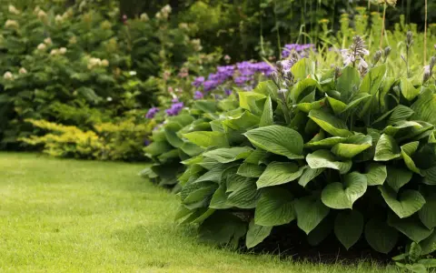 En frodig funkia samplantering med lila blommor i bakgrunden. Gräsmattan är välklippt och ger en fin kontrast.