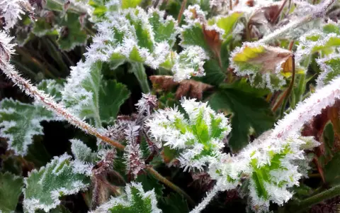 Frostiga blad och stjälkar, en vacker men kall morgon. Det ser ut som att dessa växter, kanske pelargoner, tål pelargoner frost.
