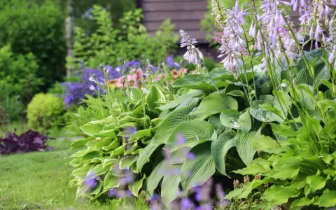 En lummig rabatt med tåliga perenner i olika nyanser av grönt och lila blommor. Hostan i förgrunden har stora, veckade blad.