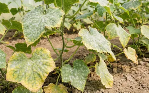 Gurkplantans blad är täckta av ett vitt puder, ett tydligt tecken på **downy mildew** (mjöldagg). Bladen gulnar och vissnar.