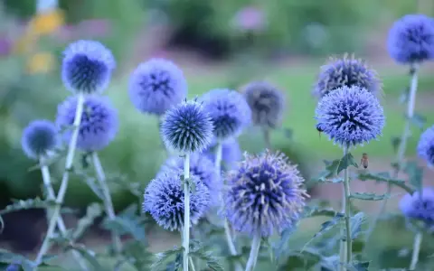 Blå bolltistel blommar i en vacker samplantering. En bi surrar runt en av de runda blommorna.