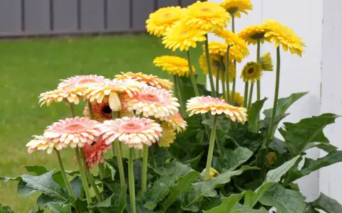 En bukett med rosa och gula gerbera blommor i full blom. Grönskande bladverk och en gräsmatta i bakgrunden.