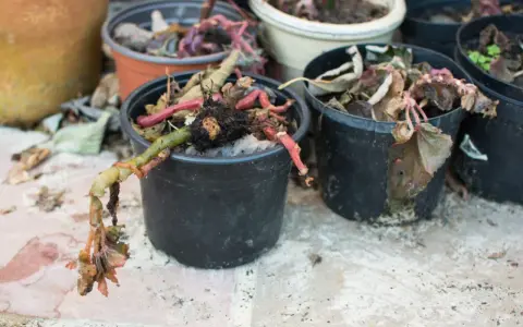 Torkade, döda växter i svarta krukor. En planta har en grön stam med rötter som hänger utanför krukan.