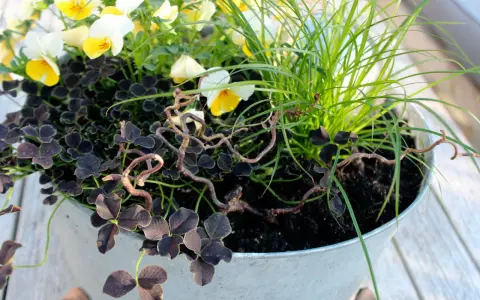 Vacker plantering med penséer, mörkt klöver och gräs att odla i kruka. En fin dekoration på altanen.