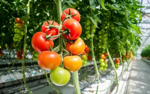 Tomatplantor i växthus, med mogna röda och orange tomater samt gröna omogna. Rätt avstånd mellan tomatplantor är viktigt för god skörd.