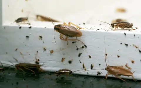 Flera kackerlackor kryper på en vit yta, vilket indikerar skadedjur inomhus. Mörka prickar, troligen spillning, syns överallt.