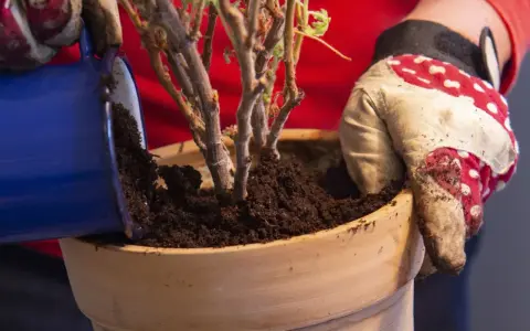 Händer med trädgårdshandskar planterar om pelargoner i en terrakottakruka med ny jord.