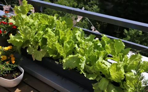 Fräsch sallad växer i en balkonglåda, perfekt för att odla sallad i kruka. Bredvid syns blommor i krukor.