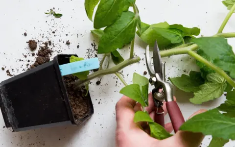 En hand beskär en tomatplanta med sekatör. En kruka med jord och en planta syns till vänster. Det finns några gula blad på tomatplantan.