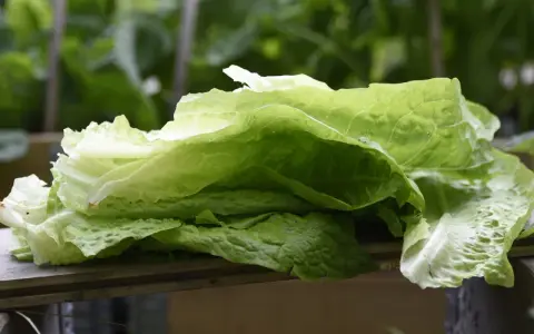 Färska blad av romansallad, nyskördade och redo att ätas. En påminnelse om att romansallad odla är enkelt och givande.
