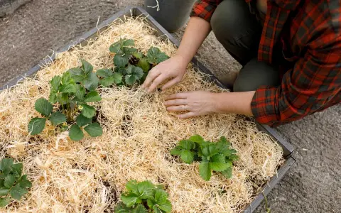 Händer som arbetar med att rensa jordgubbsland och lägga halm runt plantorna.