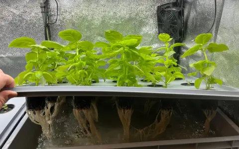 Gröna basilika plantor växer i ett hydroponiskt system. Rötterna hänger ner i näringslösningen under en ljusramp.