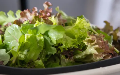 En skål med olika sallad sorter, med gröna och rödaktiga blad.