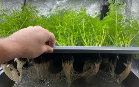En hand lyfter en bricka med frodiga gröna plantor. Under brickan syns ett nätverk av vita rötter som växer i vatten, ett tydligt exempel på hur man kan odla i vatten.