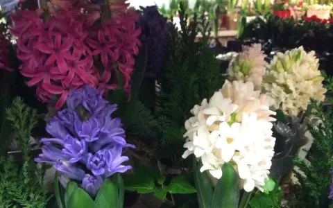 Vackra hyacinter i lila, rosa och vita nyanser, perfekta för julstämning.