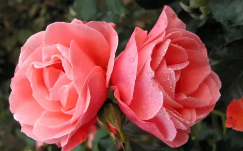 Två rosa rosor med daggdroppar på kronbladen. En knopp anas. Remonterande rosor i morgonsolen.