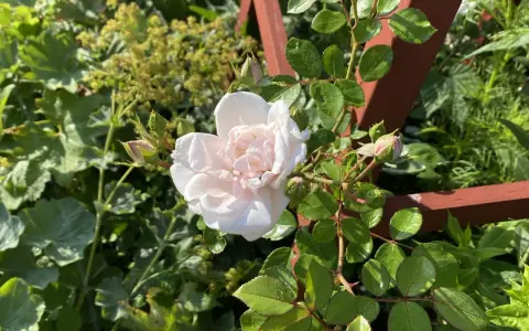 En ljusrosa ros i kruka blommar vackert bland gröna blad och knoppar. En träspaljé skymtar i bakgrunden.