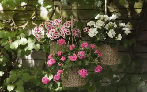 Hängande korgar med blomstrande pelargoner utomhus. Rosa och vitblommande pelargoner skapar en färgklick mot en trävägg.