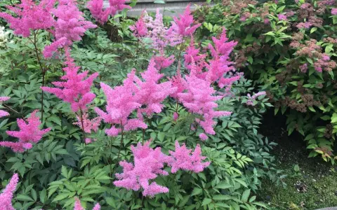 Flerfaldiga, fluffiga rosa astilbe i kruka blommar frodigt bland gröna blad.