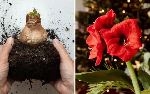 Händer planterar en amaryllis. Bredvid syns en vacker röd amaryllisblomma med julbelysning i bakgrunden.