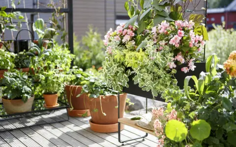 En lummig balkong med många krukor och hängande blommor. Rosa begoniablommor och gröna bladverk skapar en vacker oas.