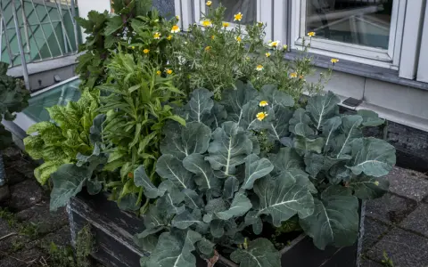 En pallkrage med samplantering av grönkål, broccoli och små gula blommor. En frodig och mångsidig odling.