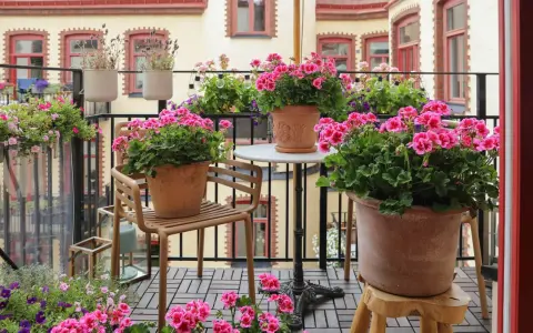 En balkong fylld med blommor, där årets pelargon lyser i rosa nyanser. En stol och ett litet bord skapar en mysig plats bland krukorna.