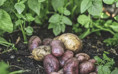 Nyskördade potatisar, både röda och gula, ligger i jorden bland gröna blad. En härlig kupa potatis redo att tillagas.