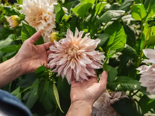 Händer som varsamt smeker en stor, ljusrosa dahliaplanta. Blomman är i full blom med många kronblad.