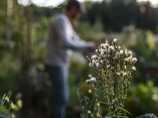 En person arbetar i trädgården nära en taro-växt med fluffiga blommor.