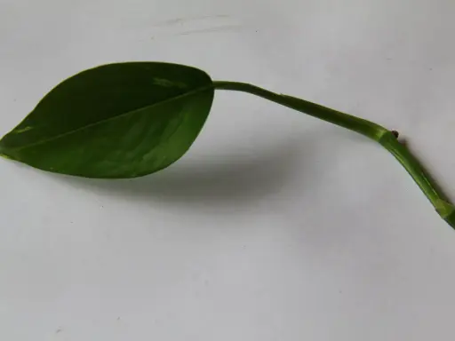 En grön gullranka stickling med ett blad ligger på ett vitt underlag.