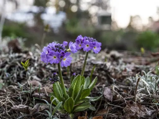 Två lila primula frost blommor med gula mittar reser sig ur marken bland torra löv och grågröna blad.