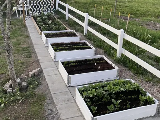 Härlig inspiration för att odla i pallkrage! Flera vita pallkragar med grönsaker och plantor längs en stenlagd gång.