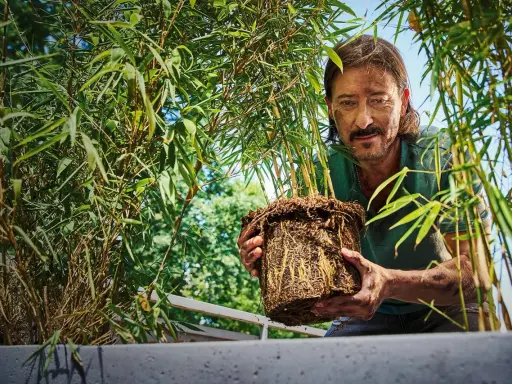 Man håller en **bambu i kruka** med välutvecklade rötter. Grönskande bambublad omger honom.