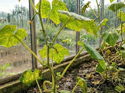 Gurkplantan i växthuset visar tecken på spinn på gurka. Bladen är fläckiga och vissna, vilket tyder på ett angrepp.