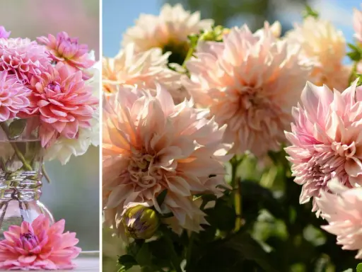 En bukett med rosa och vita dahlia snittblommor i en glasvas. En ensam dahlia ligger framför vasen.