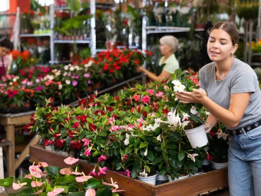 Ung kvinna inspekterar en vacker mandeville blomma i en blomsteraffär.