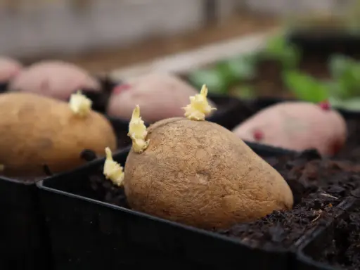 Potatisar i svarta krukor med små skott som visar att de börjar grodda. Snart är det dags att plantera dem i jorden.