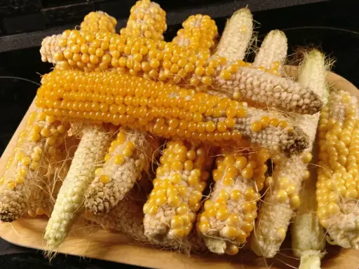 En hög med majskolvar, redo att plantera popcorn. De gyllene kornen lyser på de torkade kolvarna.